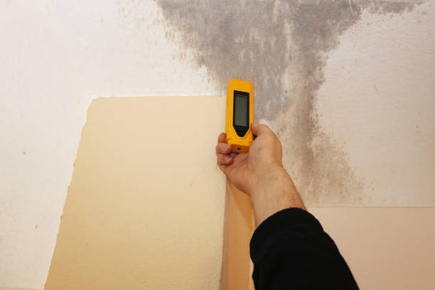 Best Mold Prevention Services  in Hobbs, NM