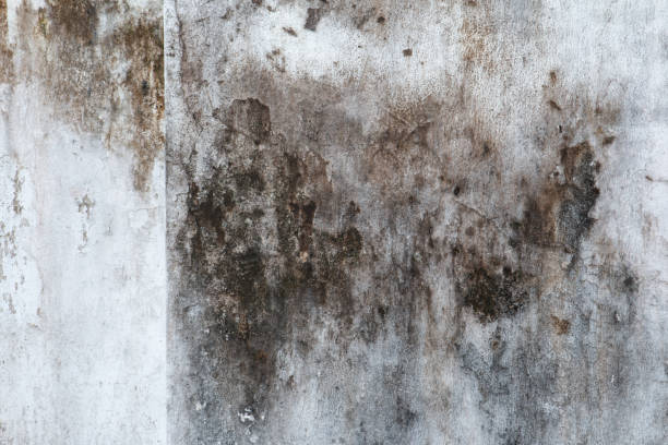 Best Commercial Mold Inspection  in Hobbs, NM