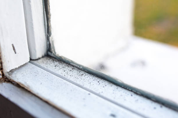 Professional Mold Removal in Hobbs, NM