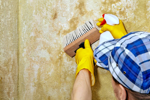 Best Real Estate Mold Inspection  in Hobbs, NM