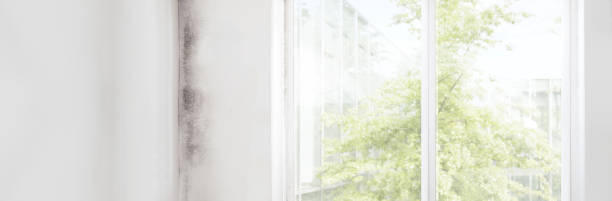 Best Residential Mold Inspection & Testing  in Hobbs, NM