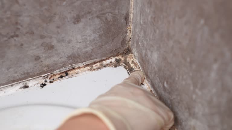 Best Dehumidification Services  in Hobbs, NM
